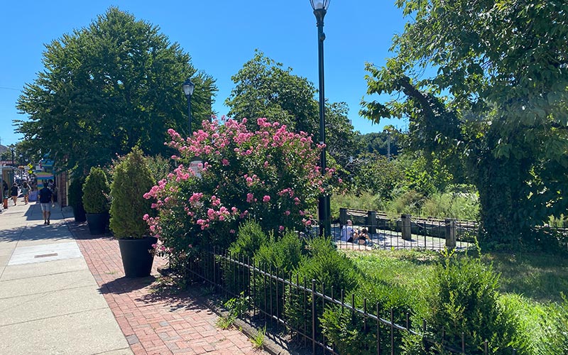 Park with greenery and walking path